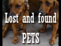 lostpets.jpg